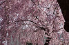 hana30 (110)_thumb.png